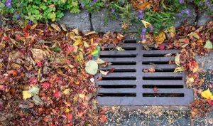 A storm drain covered with leaves